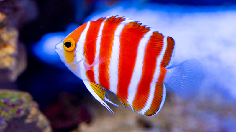 Most Expensive Fish - 4. Peppermint Angelfish - $30,000
