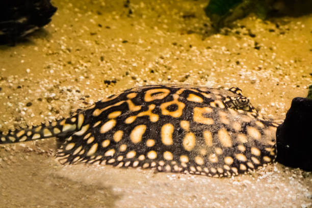 Most Expensive Fish - 2. Freshwater Polka Dot Stingray - $100,000