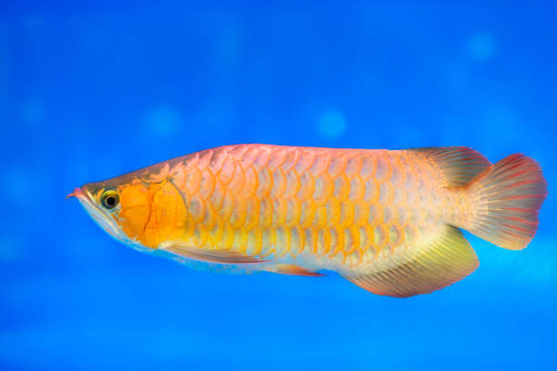 Most Expensive Fish - 1. Platinum Arowana - $430,000